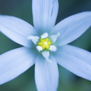 Stage macro photo en provence