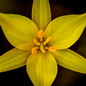 fleurs en macro