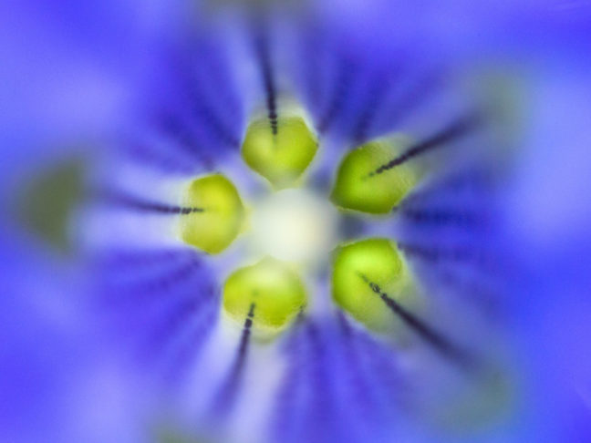 Gentiane en plein coeur lors du'n séjour photo en montagne