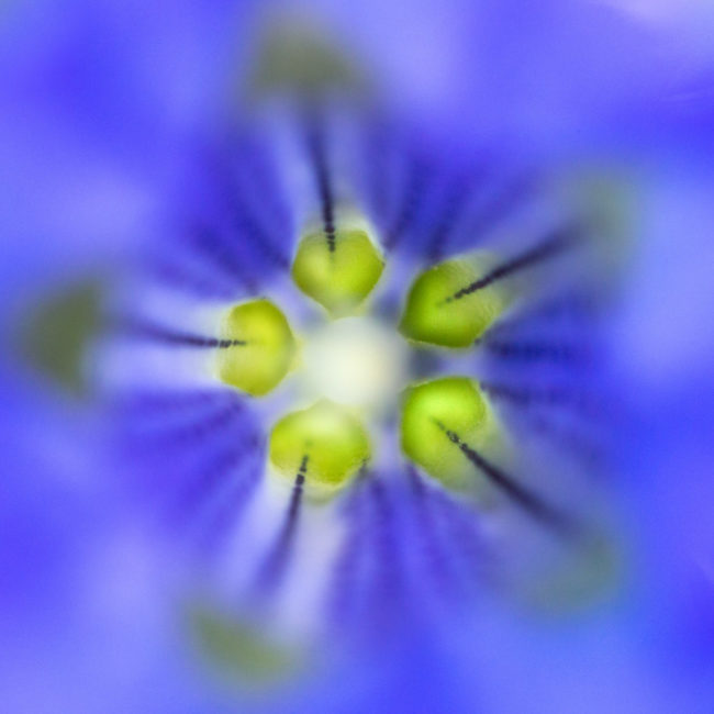 IMG_8471 Gentiane en plein coeur lors du'n séjour photo en montagne