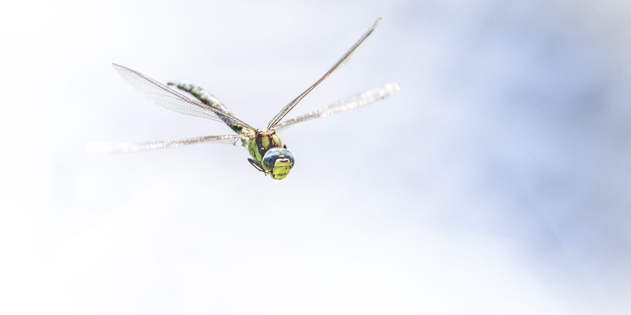 Photographier Les Libellules En Vol Un œil Sur La Nature