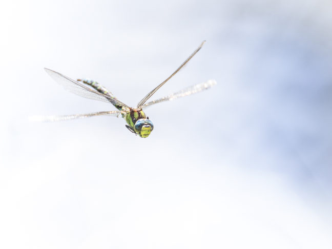 Magnétique, photo nature prise sur le vif