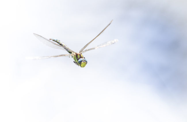 Magnétique, photo nature prise sur le vif