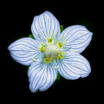 Parnassie des marais, fleur très photogénique