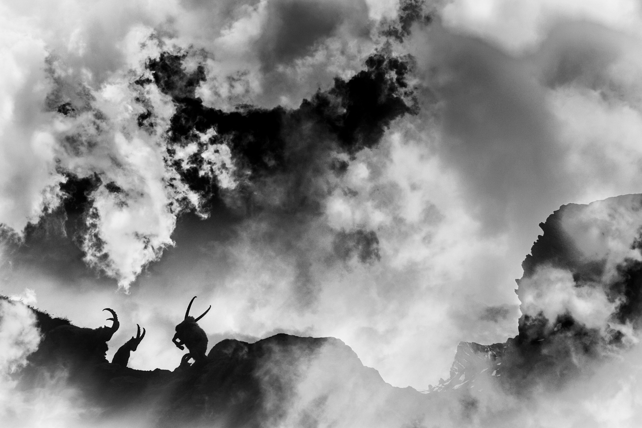 Scène de combat en montagne en animalier