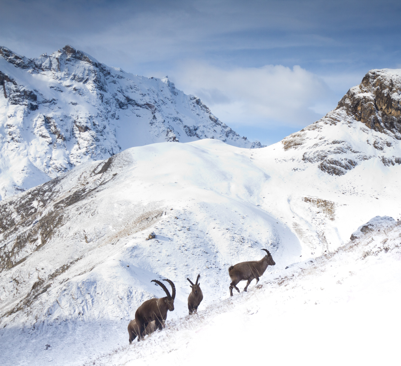 Rut du bouquetin en stage photo - Alpes