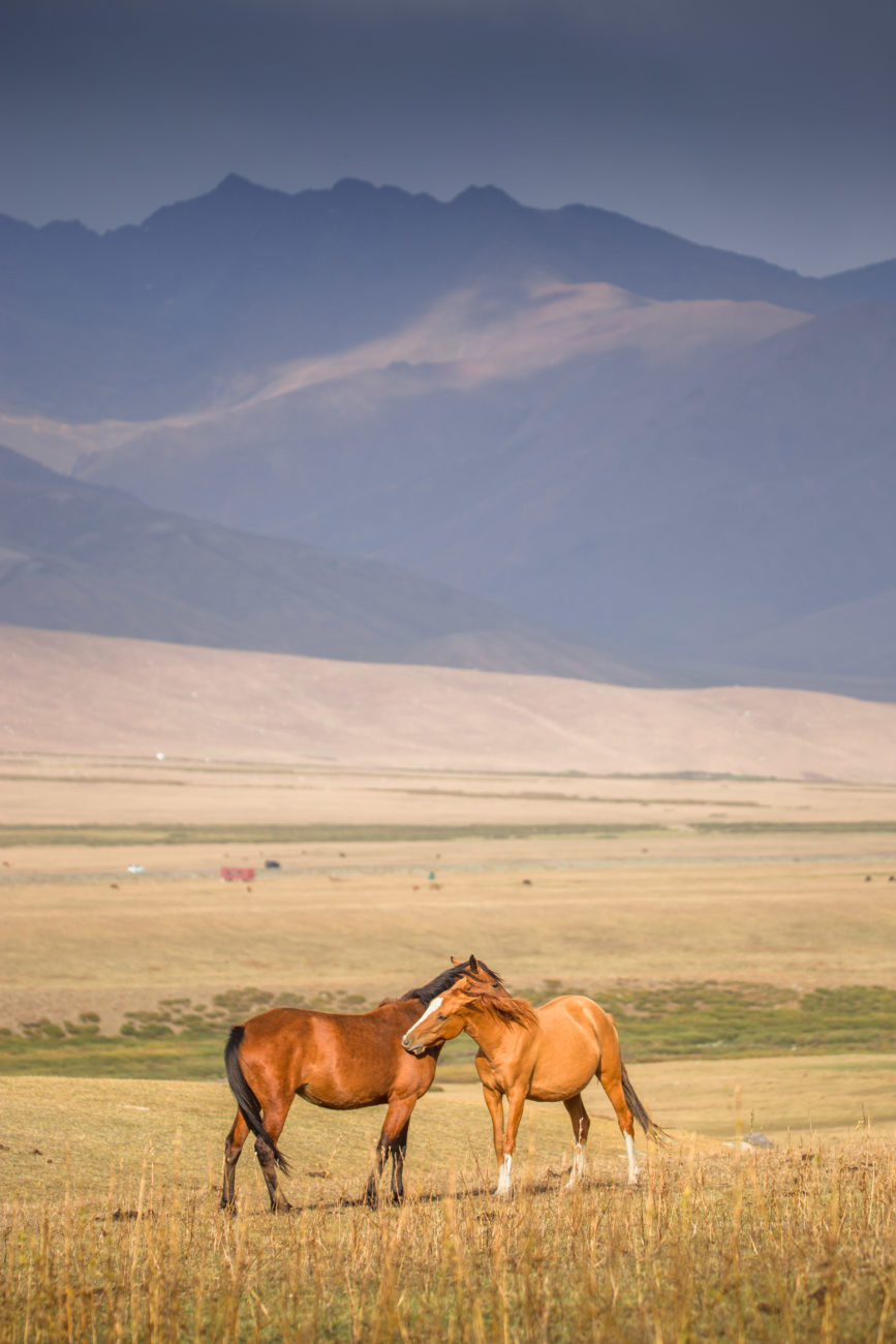 Chevaux sauvages au Kirghizstan
