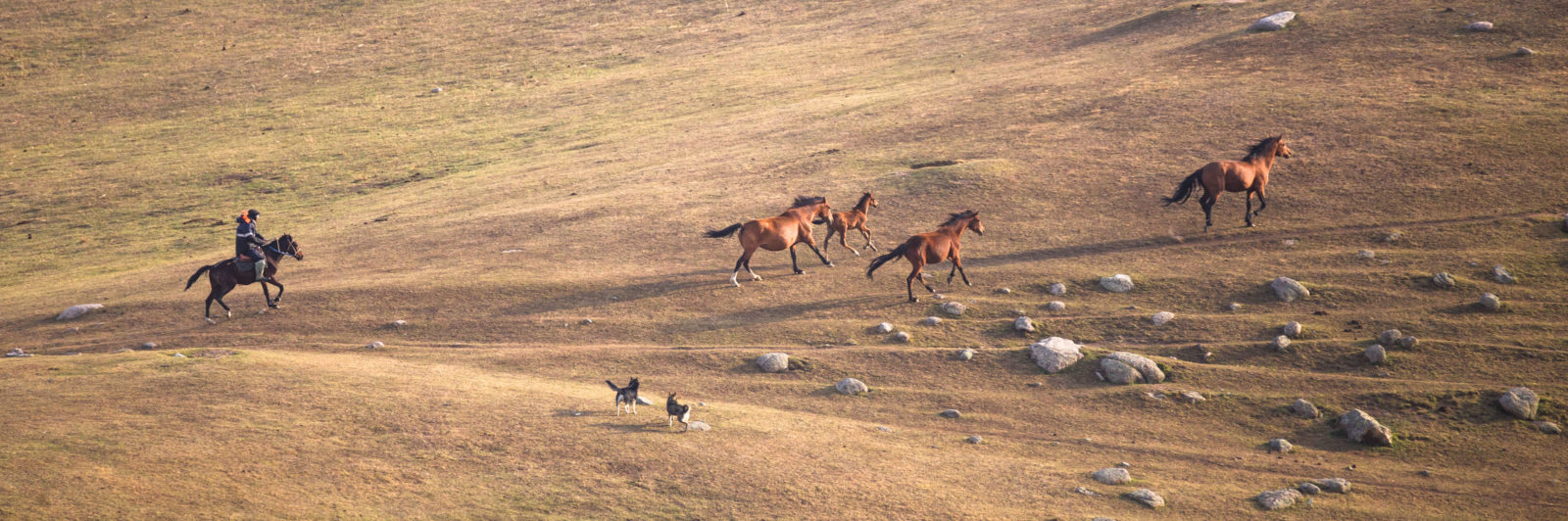 Chevaux sauvages au Kirghizstan