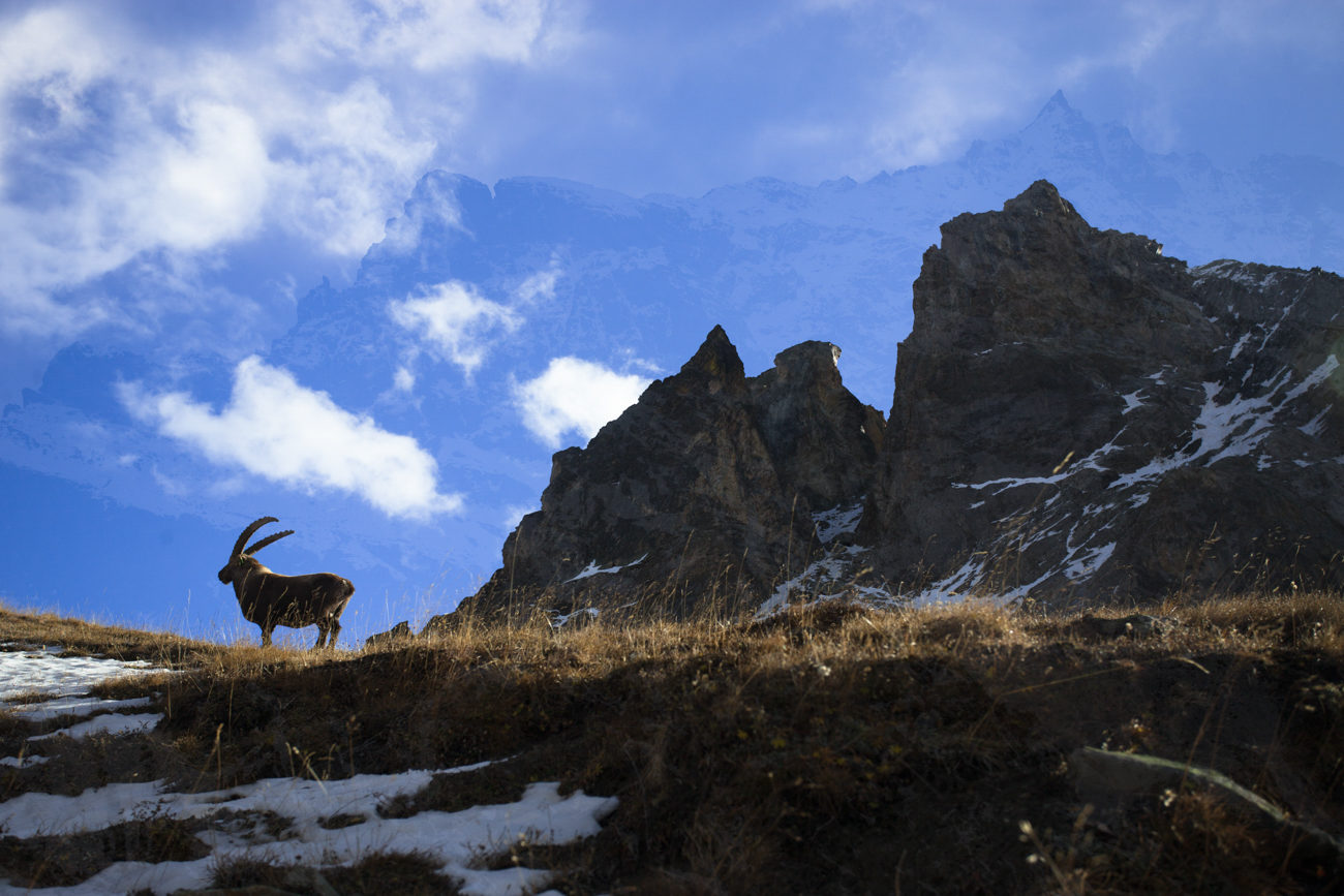 Le roi des montagne, le bouquetin