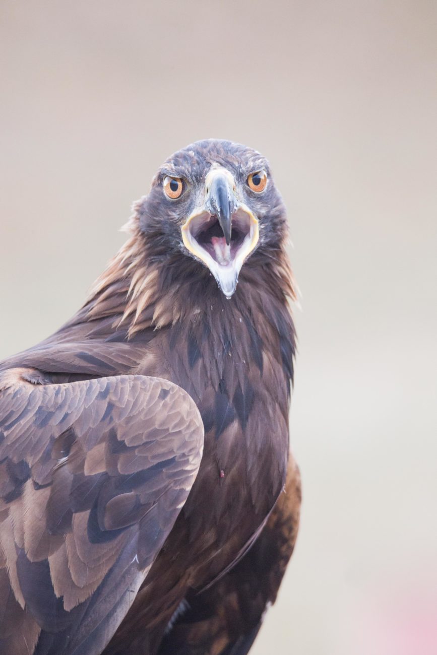 Aigle criant en photo nature de voyage