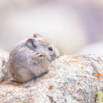 Chinchilla des steppes de Kirghizie