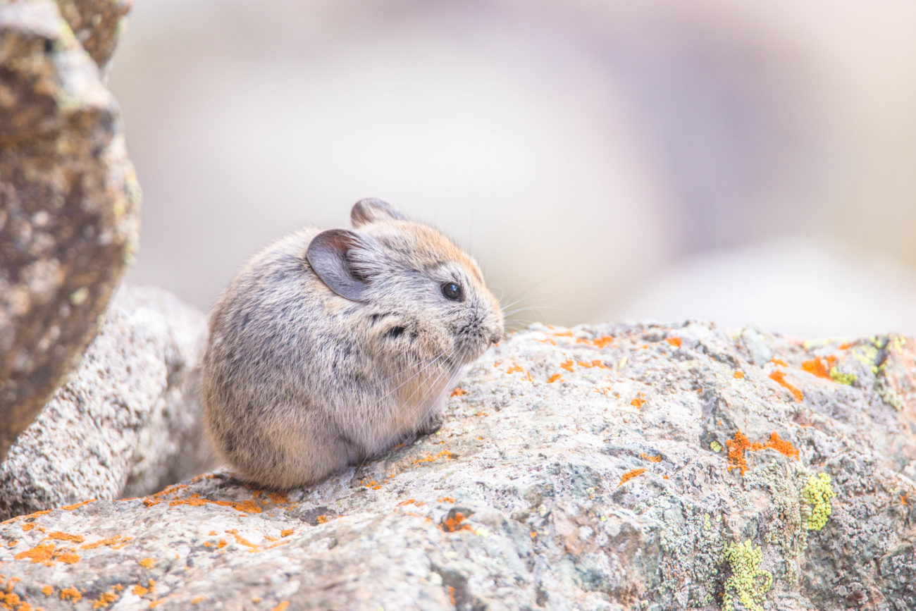 Chinchilla des steppes de Kirghizie