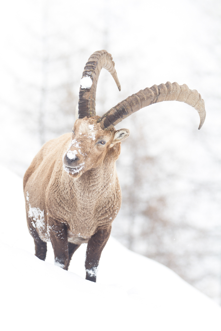 Bouquetin dans la neige en hiver