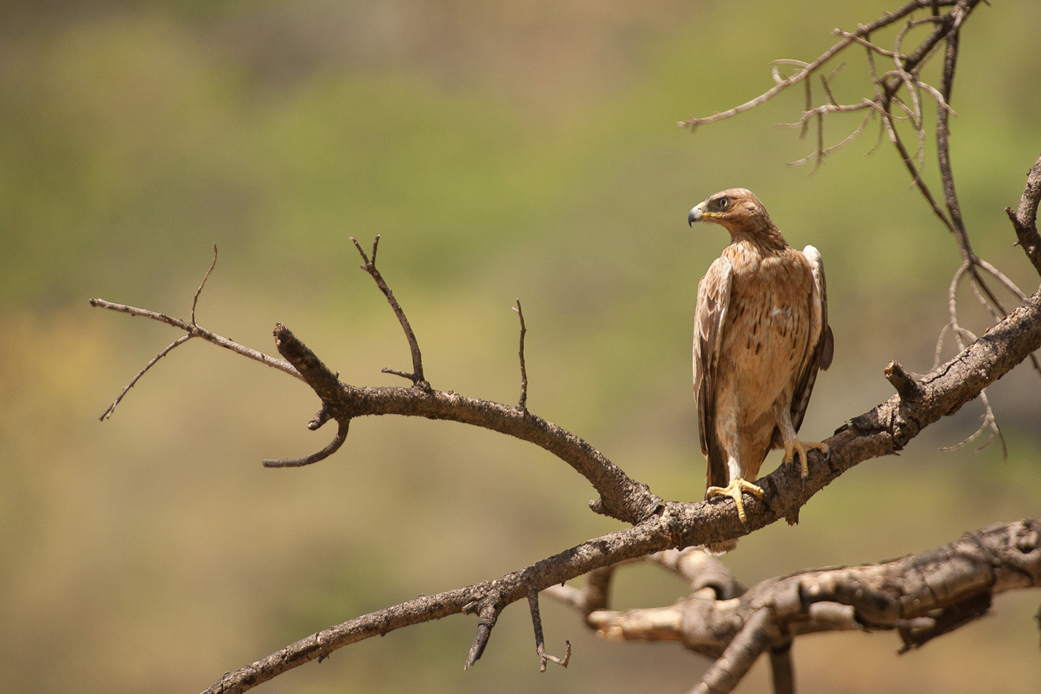 Aigle de Bonelli pendant un voyage photo à Oman