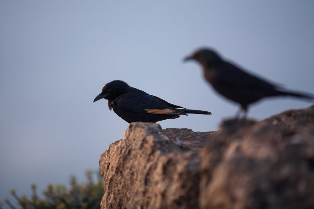 Un oeil sur la Nature | OMAN – Nature et déserts d’Arabie