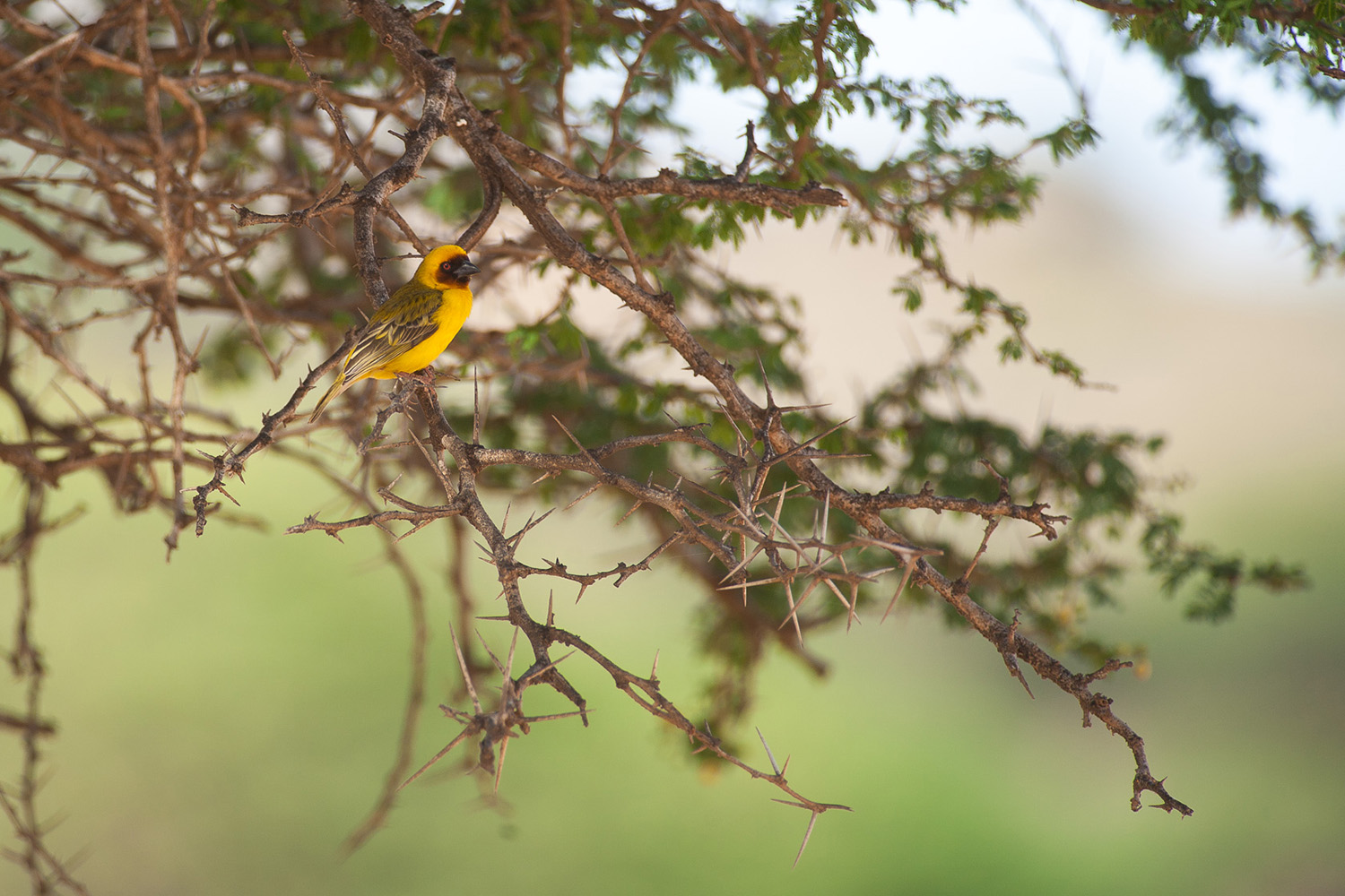 le Tisserin de Rüppel, lors d'un séjour photo à Oman