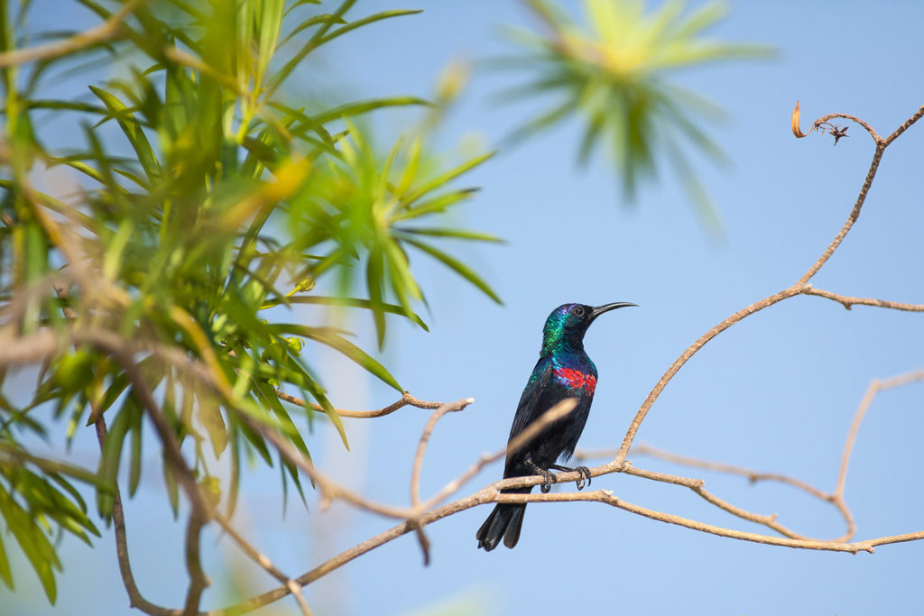 Un oeil sur la Nature | OMAN – Nature et déserts d’Arabie