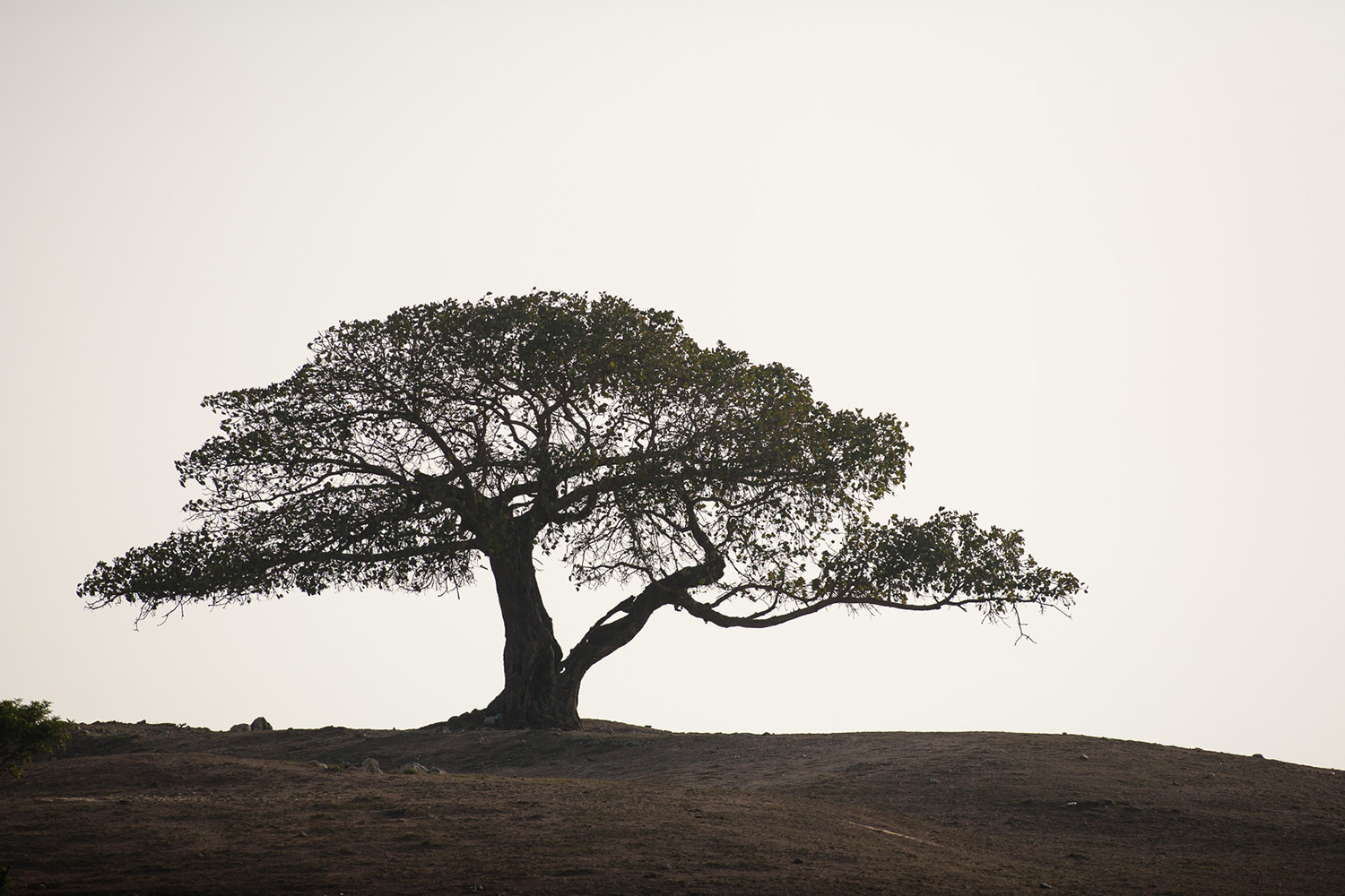 Un figuier dans le Dhofar, à Oman