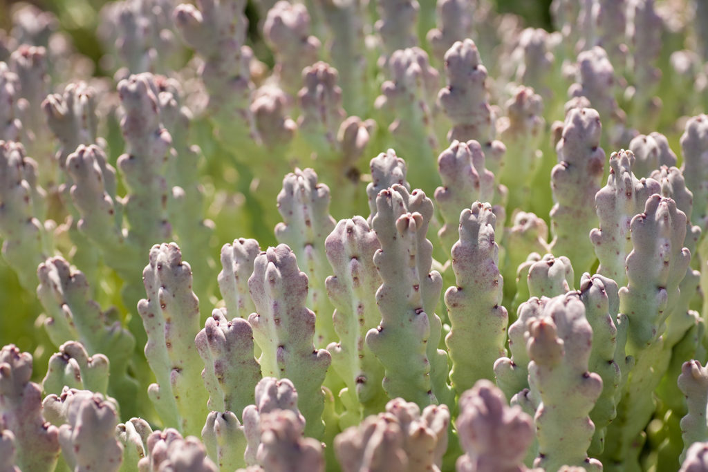 Un oeil sur la Nature | OMAN – Nature et déserts d’Arabie