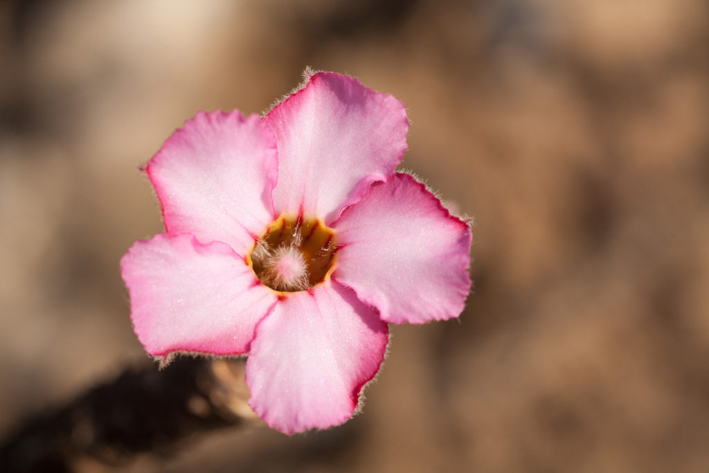 Un oeil sur la Nature | OMAN – Nature et déserts d’Arabie