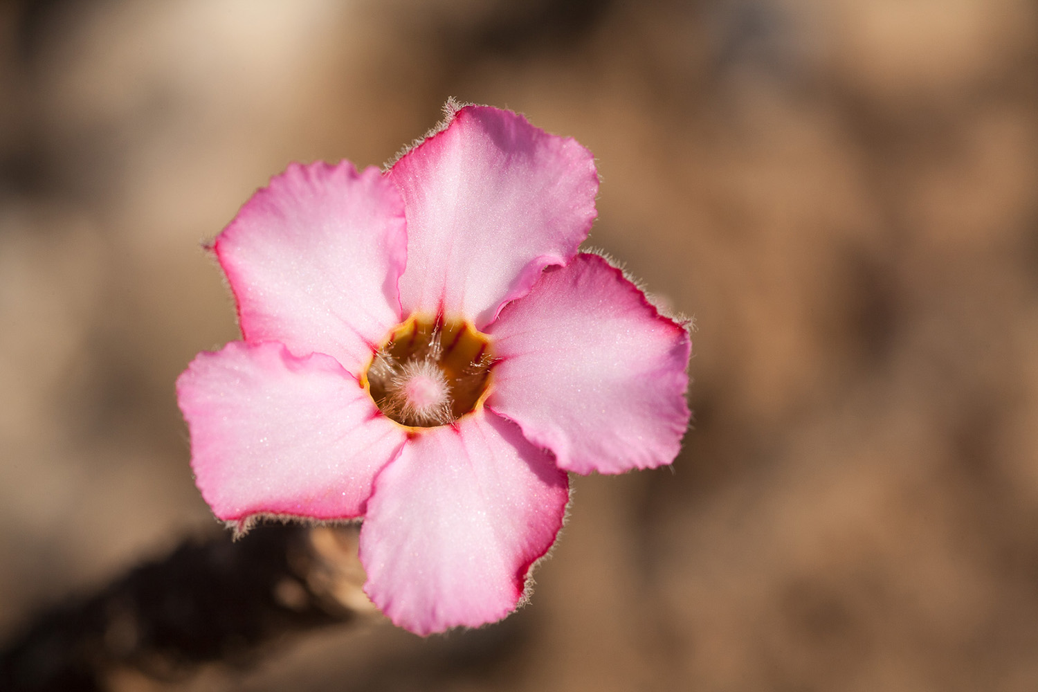 Rose du désert , prise en photo à Oman