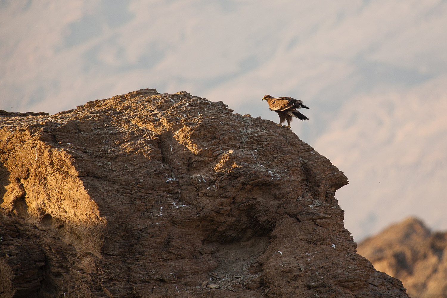 Aigle des steppes pendant un voyage photo à Oman