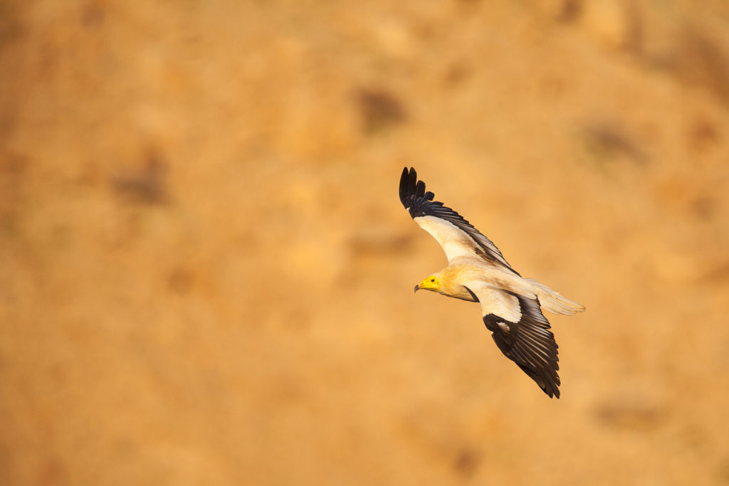 Un oeil sur la Nature | OMAN – Nature et déserts d’Arabie