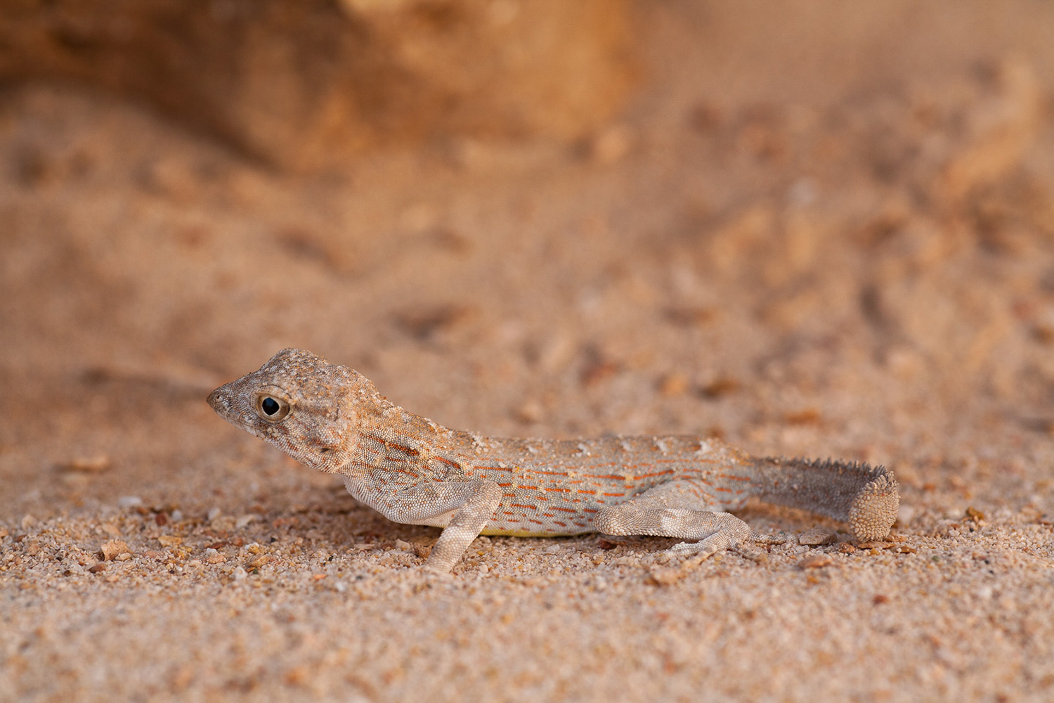Gecko à queue de scorpion pendant un voyage photo au Sultanat d'Oman