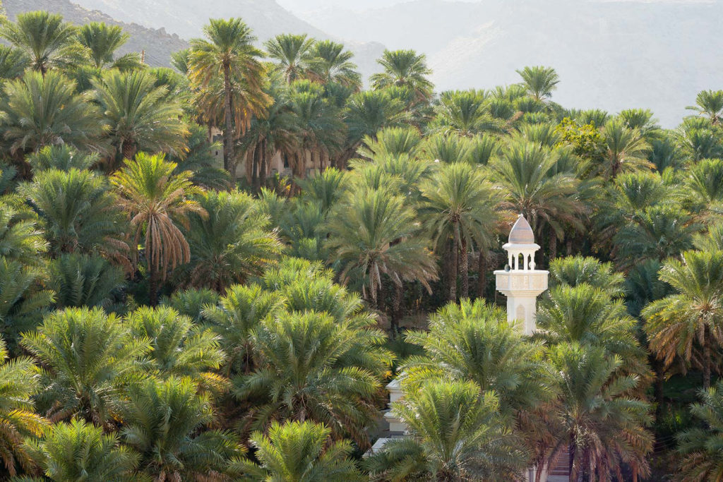 Un oeil sur la Nature | OMAN – Nature et déserts d’Arabie