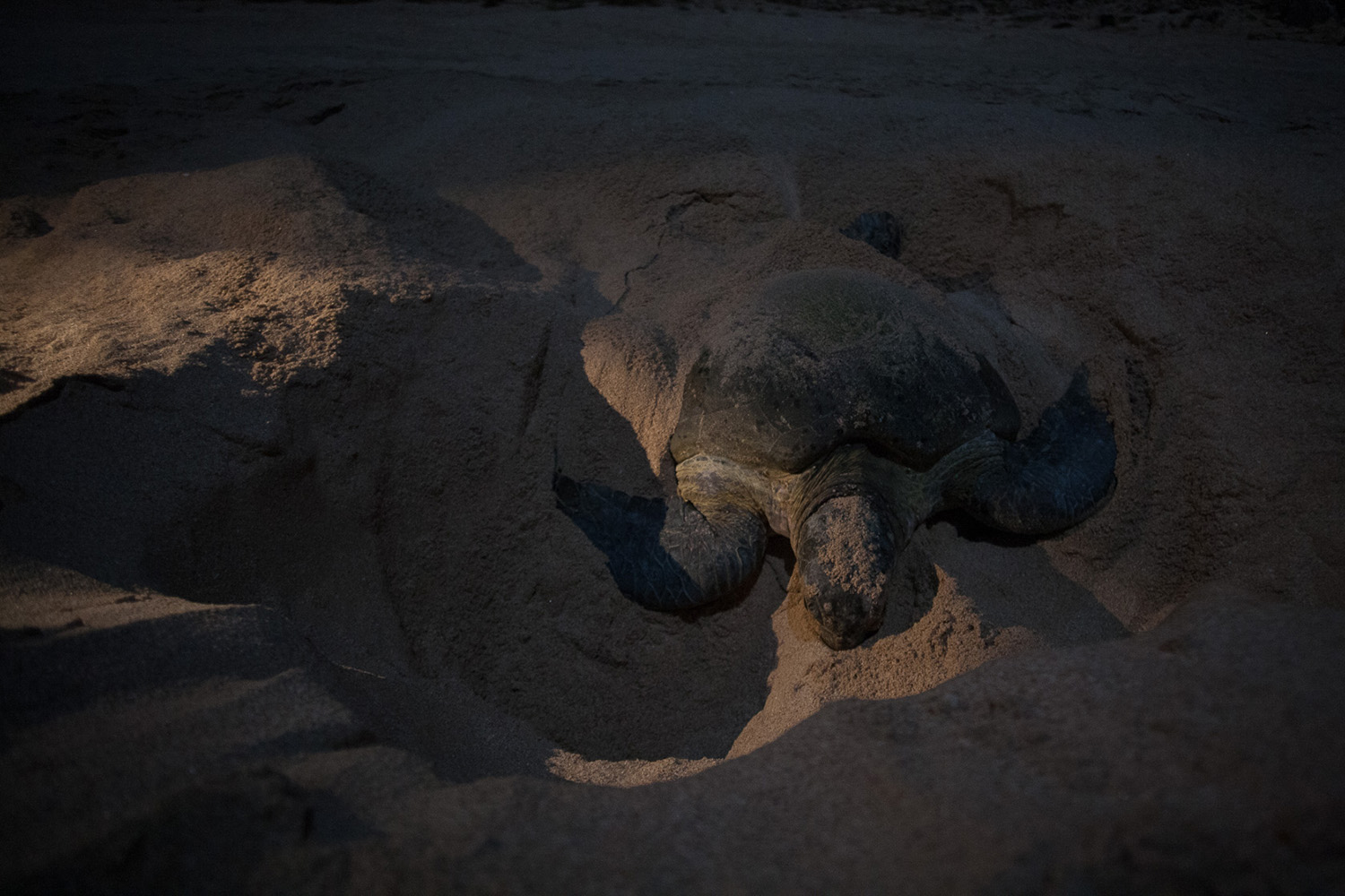 tortue verte entrain de pondre ses oeufs, à Oman, pendant un voyage photo