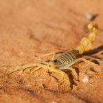 scorpion dans le désert de Wahiba, pendant un voyage photo à Oman