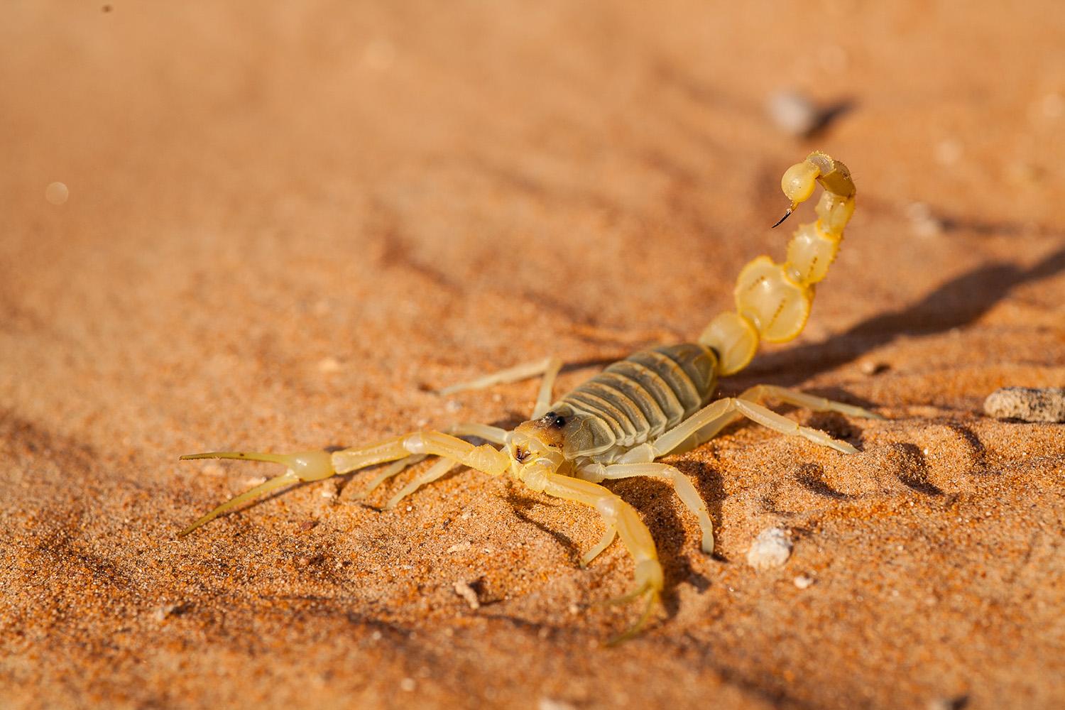 scorpion dans le désert de Wahiba, pendant un voyage photo à Oman