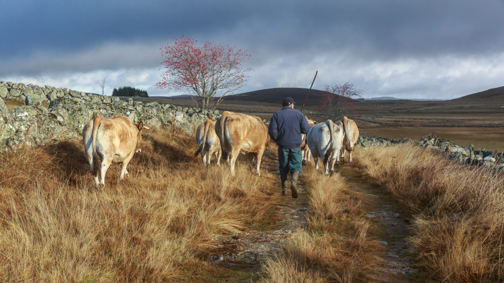 Un oeil sur la Nature | FRANCE – L’Aubrac en automne