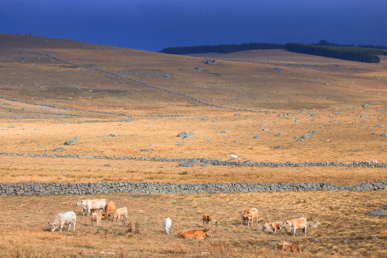 Ambiance du soir sur l'Aubrac en séjour photographique