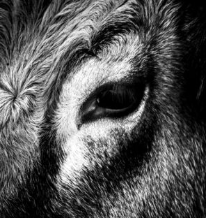 Portrait et détail de vache Aubrac