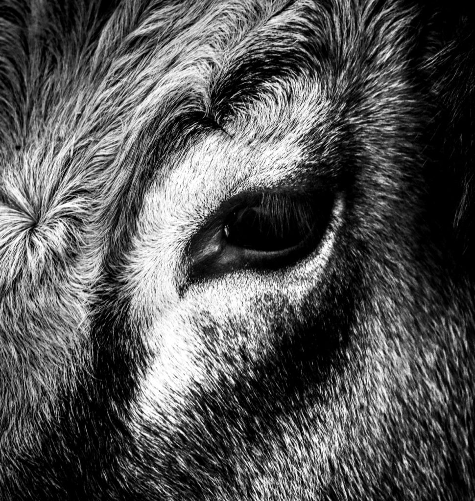 Un oeil sur la Nature | FRANCE – L’Aubrac à l’été indien