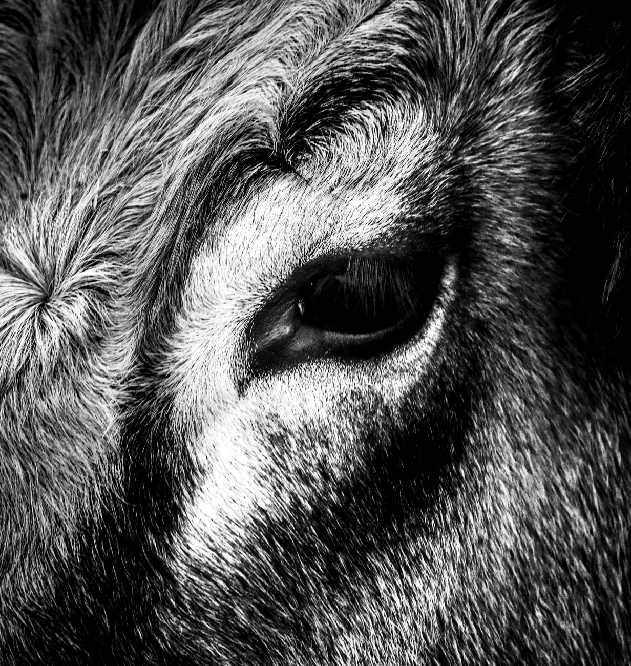 Portrait et détail de vache Aubrac