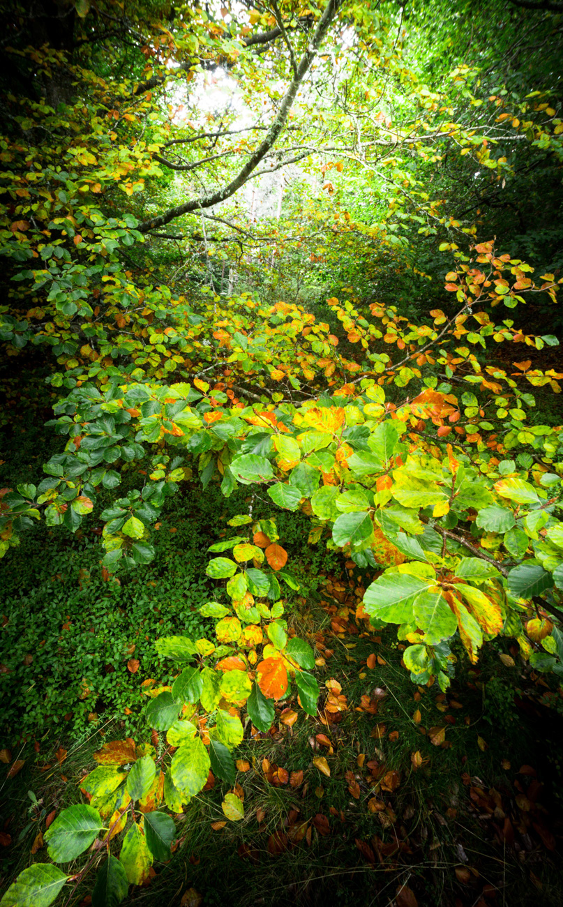 Forêt coloré de l'Aubrac, Nasbinals