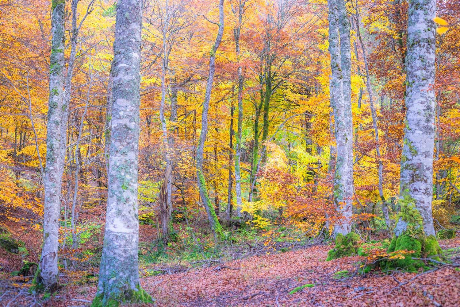 Forêt d'automne sur la plateau de l'Aubrac