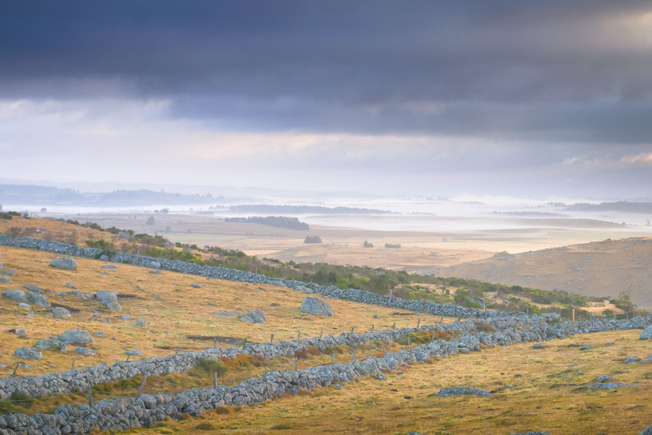 Ambiance estivale à l'aube sur le plateau de l'Aubrac