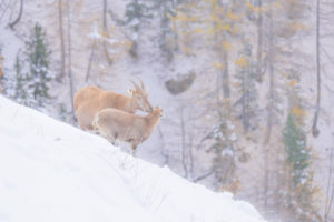 Moment de tendresse en stage photo en montagne