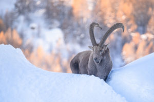 Portrait d'hiver, stage photo bouquetin