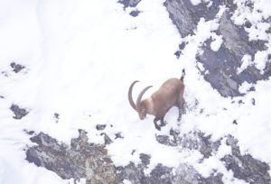 Saut d'un bouquetin mâle