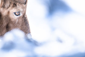 Regard percutant du bouquetin des Alpes