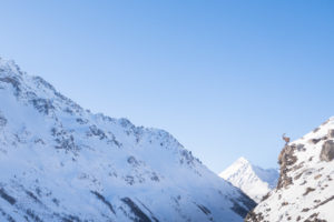 Le roi de la montagne, le bouquetin des Alpes