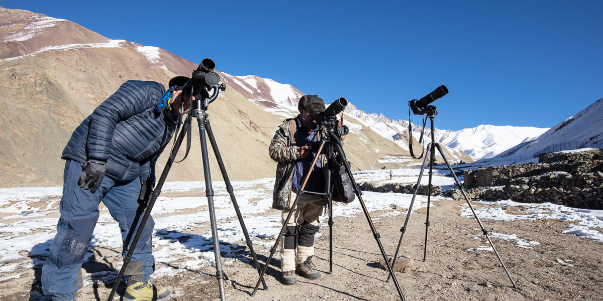 En voyage photo au Ladakh, recherche des panthères des neiges