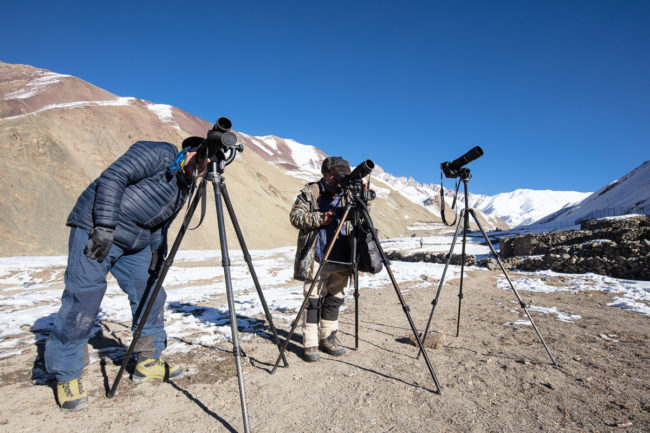 En voyage photo au Ladakh, recherche des panthères des neiges