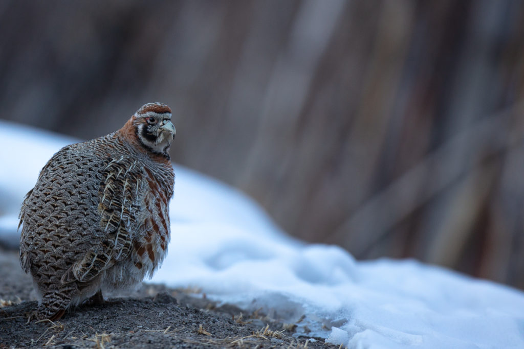 Perdrix du Tibet dans les jardins de Rumbak, en voyage photo panthère des neiges au Ladakh