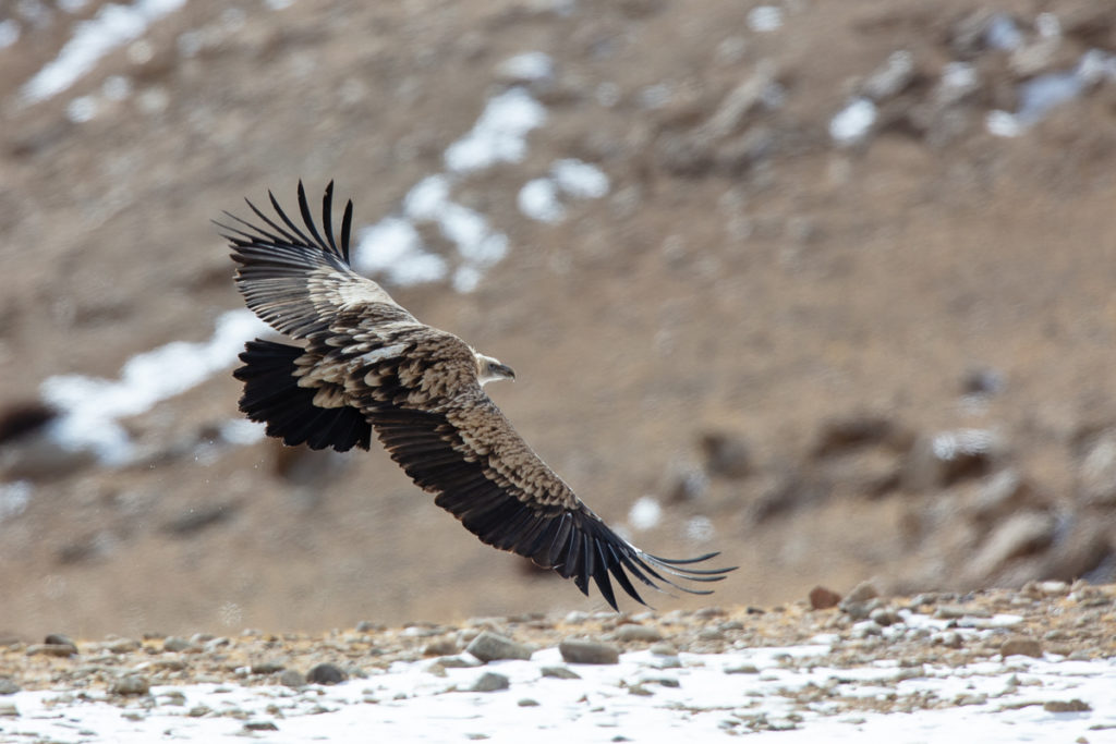 Vautour de l'Himalaya près du Tso Kar, en voyage photo panthère des neiges au Ladakh