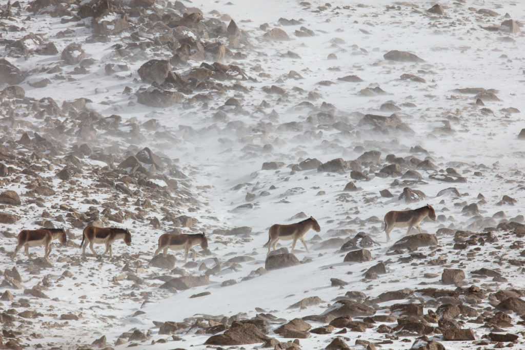 Anes sauvages du Tibet, kiangs, dans la neige, pendant un voyage photo au Ladakh